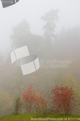 Image of Autumn Bush in Fog