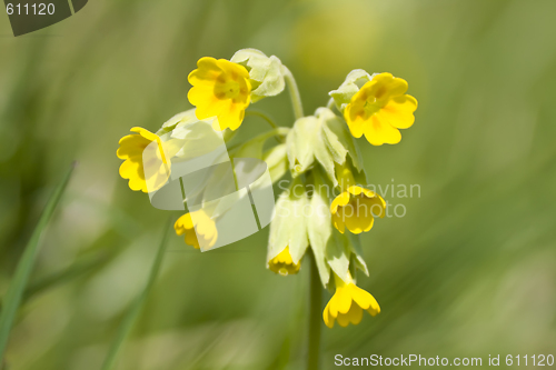 Image of Cowslip