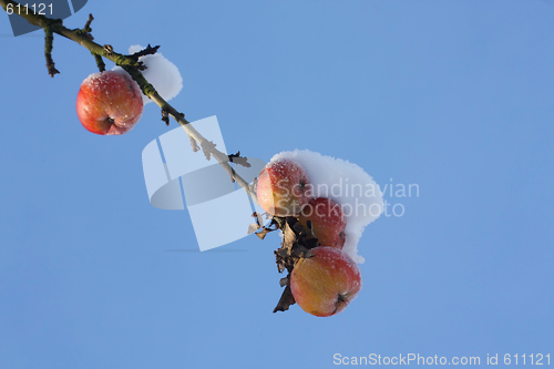 Image of Frozen Apples