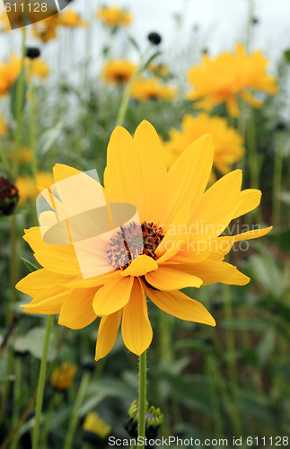 Image of Yellow Flower