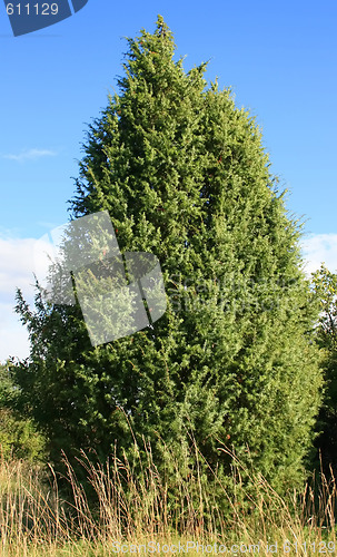 Image of Fir Tree