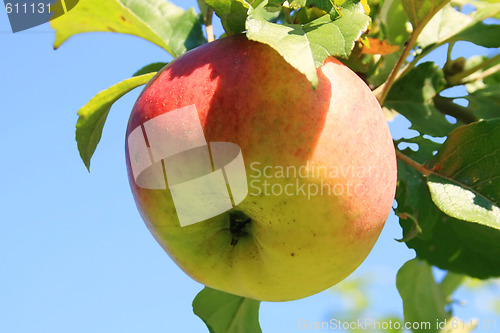 Image of Apple