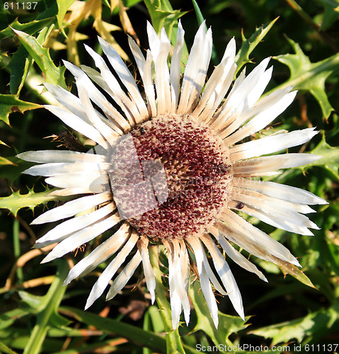 Image of Carline Thistle