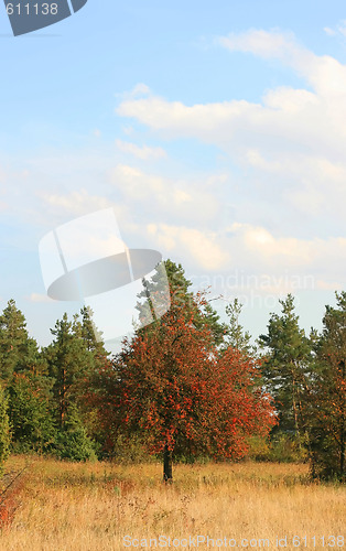 Image of Autumn Tree