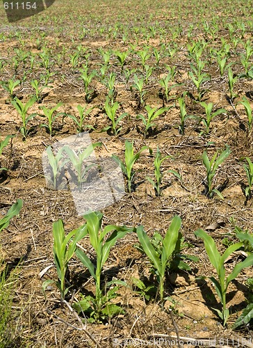 Image of Springtime Corn Field