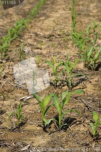 Image of New Corn Sprouts