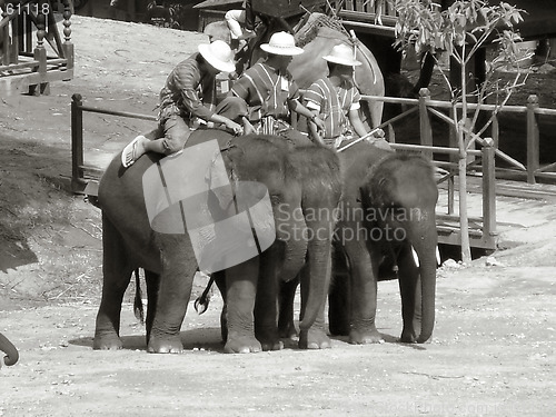 Image of elephants at work