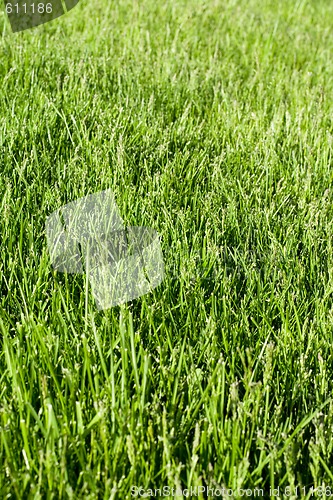 Image of green grass