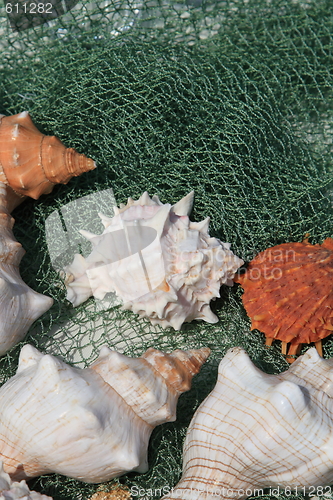 Image of Sea Shells