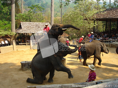 Image of Elepahant camp thailand