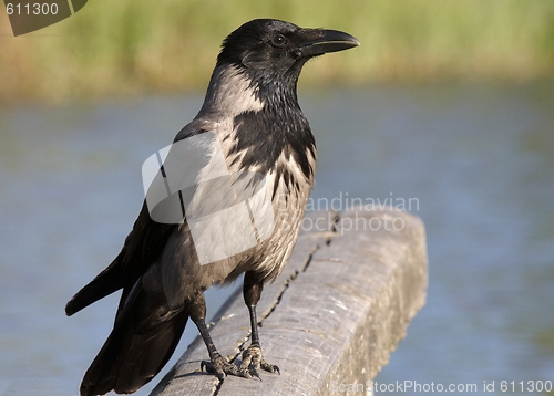 Image of Hooded Crow.