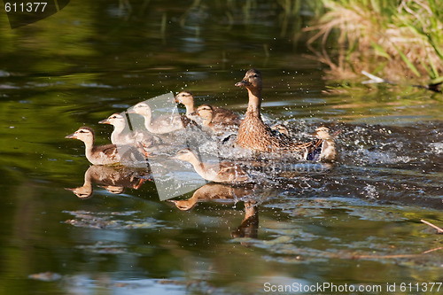 Image of Fleeing Family of Ducks