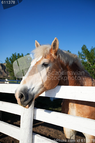 Image of Horse in Corral