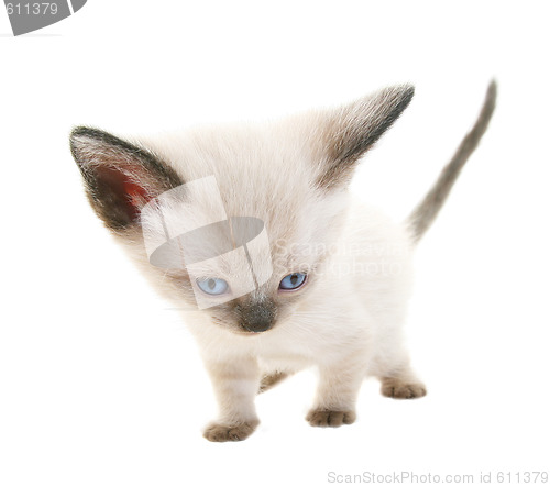 Image of Funny Siamese Kitten