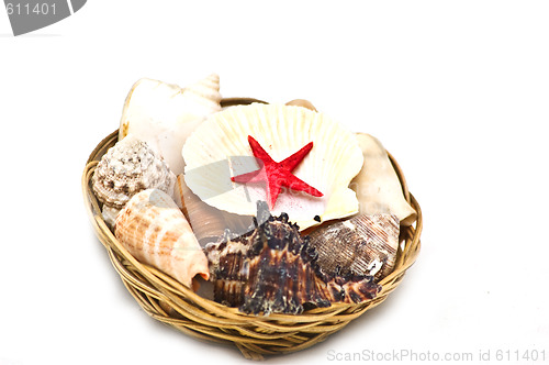 Image of Sea shells