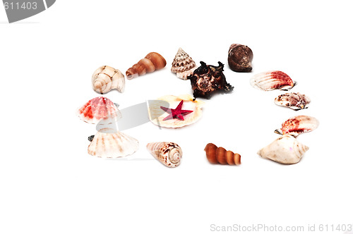 Image of Sea shells