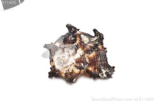 Image of Sea shell