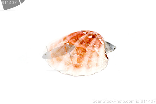 Image of Sea shell