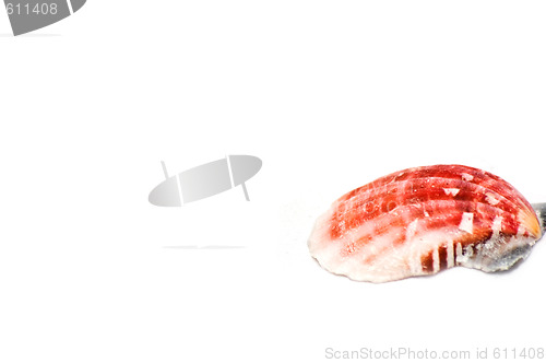 Image of Sea shell