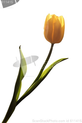 Image of Yellow tulip