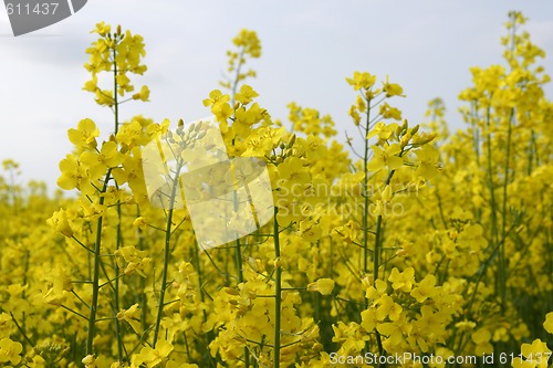 Image of Field of rape