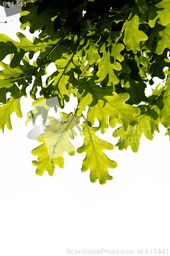 Image of Oak leafs