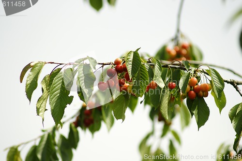 Image of cherries on branches