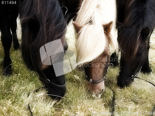 Image of Horses
