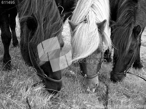 Image of Horses eating grass