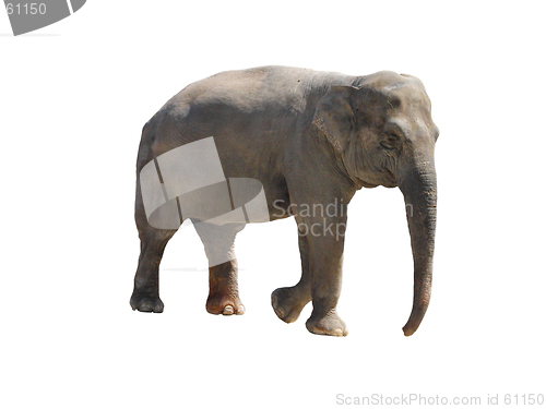 Image of Elephant