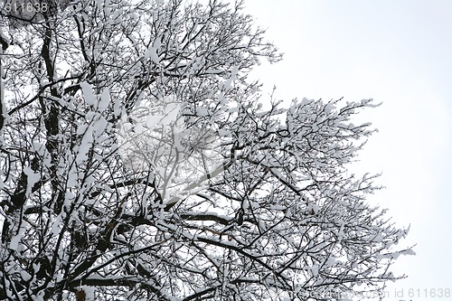 Image of tree covered by snow