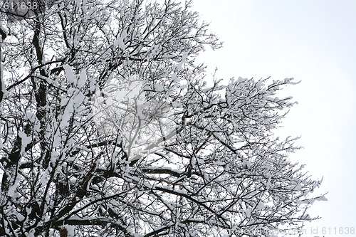 Image of tree covered by snow