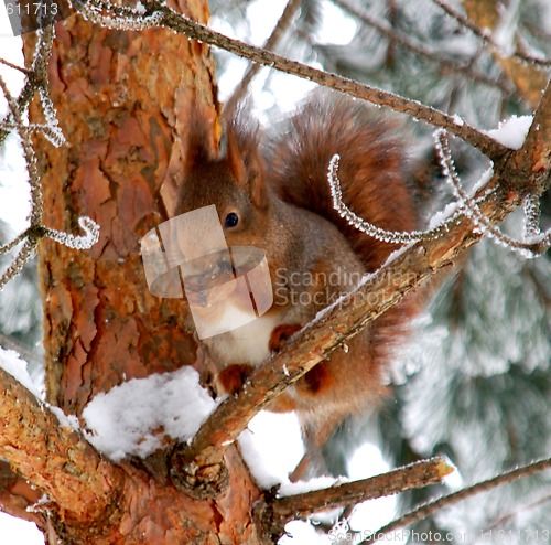 Image of Squirrel