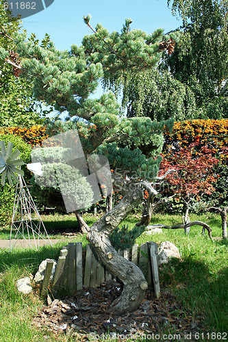 Image of Bonsai tree