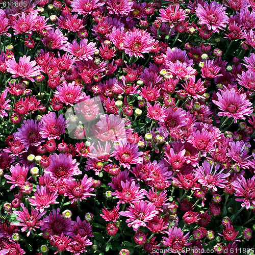 Image of Purple flowers