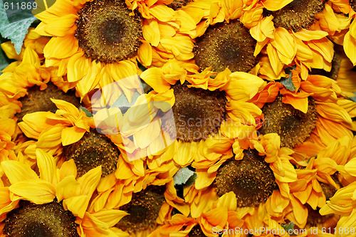 Image of Sunflowers