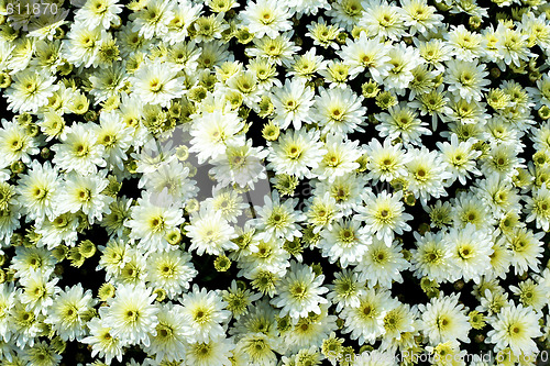 Image of White floral pattern