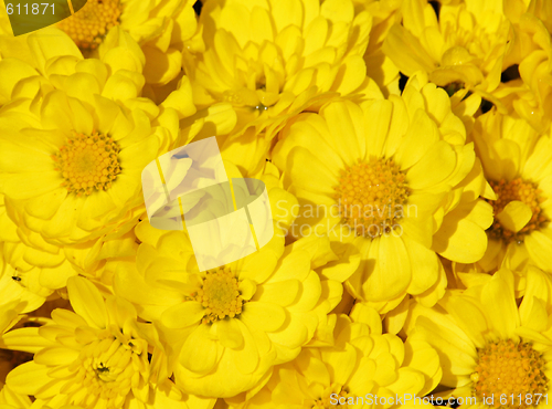 Image of Yellow flowers