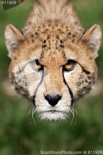 Image of Cheetah - Acinonyx jubatus