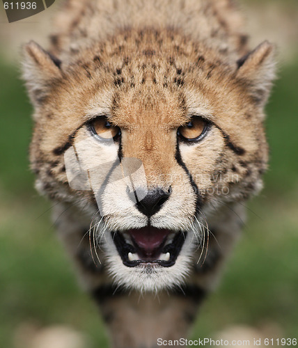 Image of Cheetah - Acinonyx jubatus