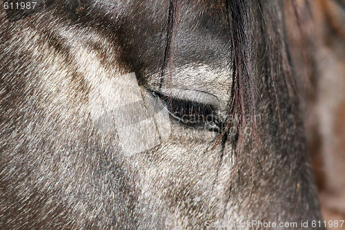 Image of Portrait of a Horse