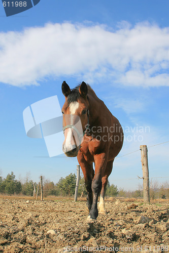 Image of Portrait of a Horse