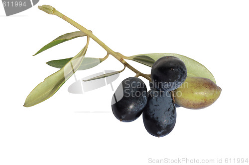 Image of olives on branch