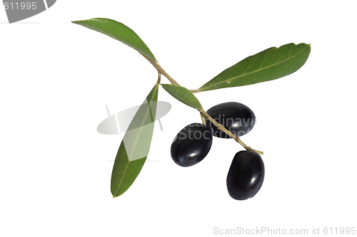 Image of olives on branch