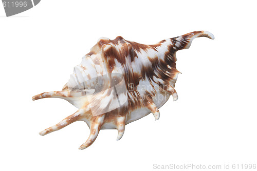 Image of Sea Shell