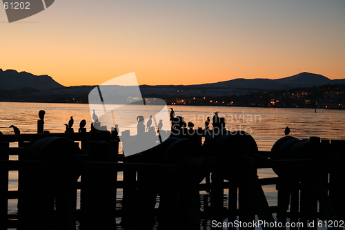 Image of Birds on Old dock