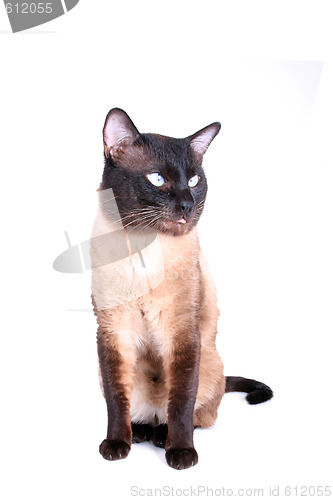 Image of Siamese cat 