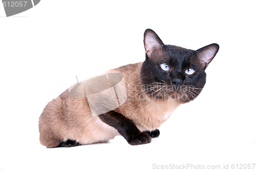 Image of Siamese cat 