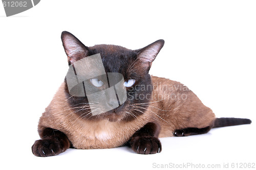 Image of Siamese cat 