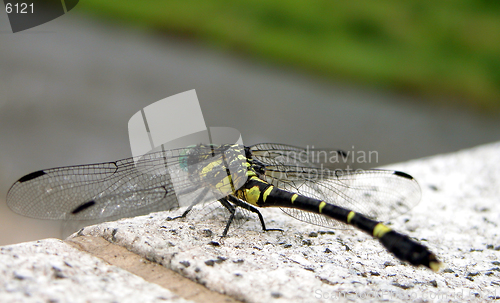 Image of Dragonfly